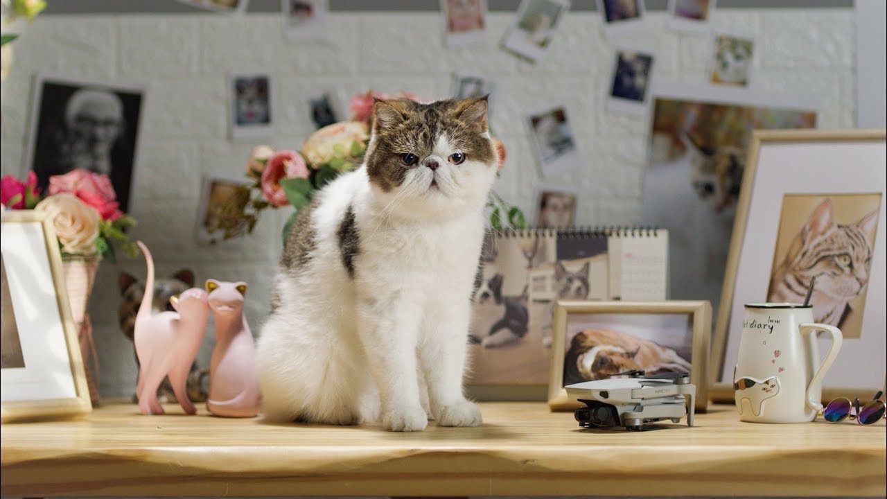 Dron DJI Mavic Mini Fly More Combo