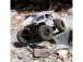 Axial Wraith Spawn 1:10 4WD RTR