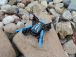 RC dron Faze 2