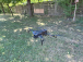 Dron SkyWatcher GPS Light