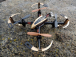 RC dron Zhan X4