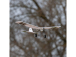 RC letadlo E-flite Slow Ultra Stick 0.5m AS3X SAFE Select BNF Basic