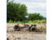 ECX AMP Desert Buggy 1:10 RTR bílý