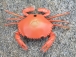 Krab na dálkové ovládání, oranžový