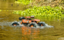 RC auto Carson Sea Racer