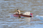 RC loď Airmarine Special 685mm stavebnice