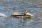 RC loď Airmarine Special 685mm stavebnice