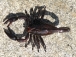 RC Škorpion, černý
