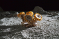 Ugears 3D dřevěné mechanické puzzle NASA, Lunární vozítko