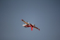 RC letadlo Viper Jet 1450mm EPP ARF set, zelená