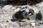 RC auto Axial Wraith Spawn Rock Racer