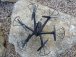 Dron MJX X600 HEXA s FPV, černá