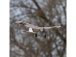 RC letadlo E-flite Slow Ultra Stick 0.5m AS3X SAFE Select RTF