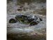 Losi Rock Rey Rock Racer 1:10 4WD AVC RTR žlutý