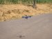 Dron Syma X31