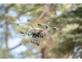 Yuneec Typhoon H Plus s Intel RealSense, batoh