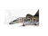 Academy MiG-29A Fulcrum A (1:48)