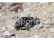 Axial RR10 Bomber 2.0 4WD 1:10 RTR modrý