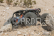 Axial RR10 Bomber - stavebnice