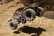 RC auto Axial Yeti Jr. Trophy Truck