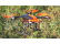 Dron Blade Glimpse XL s HD kamerou a GPS