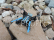 RC dron Faze 2