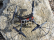 RC dron KD-60 s HD kamerou a gimbalem