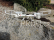 BAZAR - RC dron MJX X400 FPV