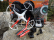 Dron Sky Watcher 3 FPV