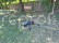 Dron SkyWatcher GPS Light