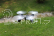 Dron Syma X23W, černá + náhradní baterie