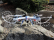RC dron Tarantula X6