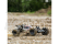 ECX AMP Desert Buggy 1:10 RTR bílý