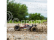 ECX AMP Desert Buggy 1:10 RTR bílý