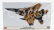 Hasegawa Mcdonnel douglas F-15dj Eagle Aggressor Tiger Scheme Military Airplane 1988 1:72 /