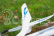 RC letadlo Sky King F959, modrá