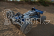 RC auto LRP S10 Twister Buggy