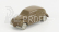 Officina-942 Lancia Ardea 1939 1:76 Brown