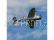 P-47 Razorback 1.2m SAFE Select BNF Basic