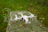 Dron Syma X23W, bílá + náhradní baterie