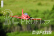 RC letadlo PC-21 1100mm ARF