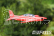 RC letadlo PC-21 1100mm ARF