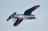 PH129 F4U Corsair 2170mm ARF