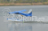 PH155 Turbo Beaver 1900mm ARF