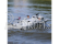 Proboat Riverine Patrol Boat 22