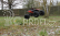 RC auto DF-4 BL Truck 1:8 brushless