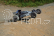 RC auto LRP S10 Twister Buggy