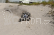 RC auto LRP S10 Twister Buggy Brushless