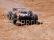 RC auto TROPHY 4,6 Truggy RTR s 2,4GHz RC soupravou