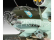 Revell Junkers Ju88 A-1 Bitva o Británii (1:72)